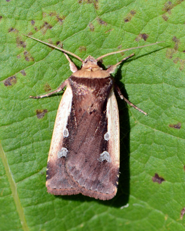 Noctuidae Ochropleura plecta ? S